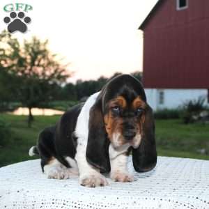 Rocky, Basset Hound Puppy